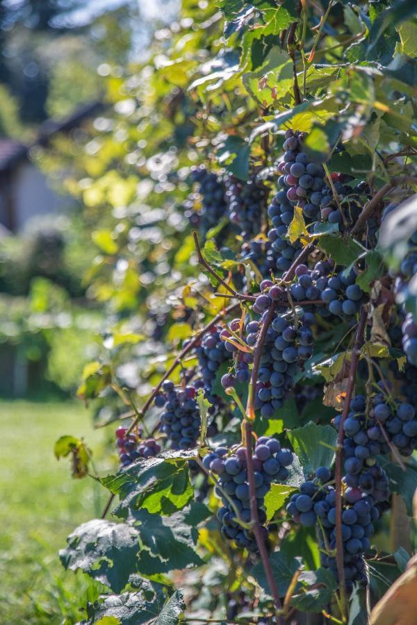 Апартаменты Haus Am Weinberg II Зекирхен-ам-Валлерзе Экстерьер фото